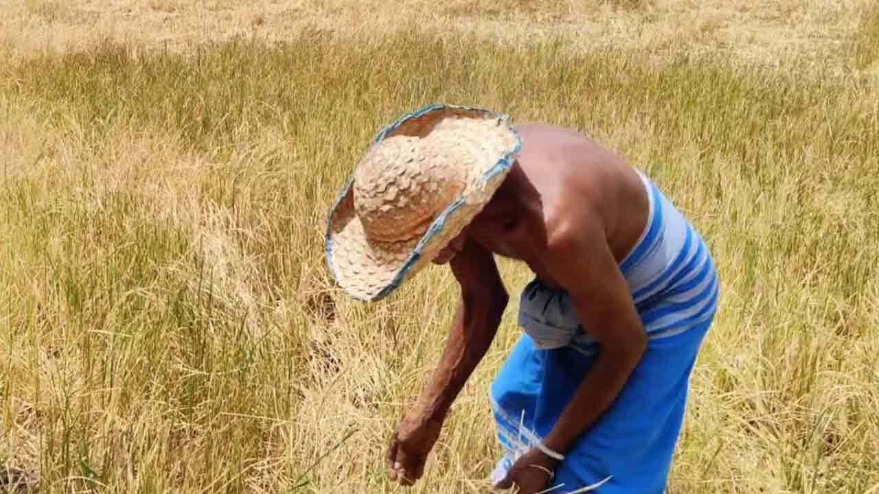 නියගයෙන් හානියට පත් වගාවන්ට වන්දි ගෙවීමට රු.මි. 3,000ක් වෙන් කෙරේ