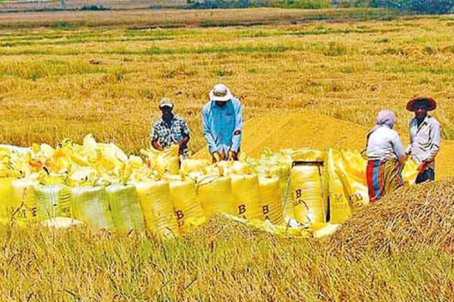 වී මිලදී ගැනීම යටතේ රජය වී මෙට්රික් ටොන් 45,362ක වී අරන්