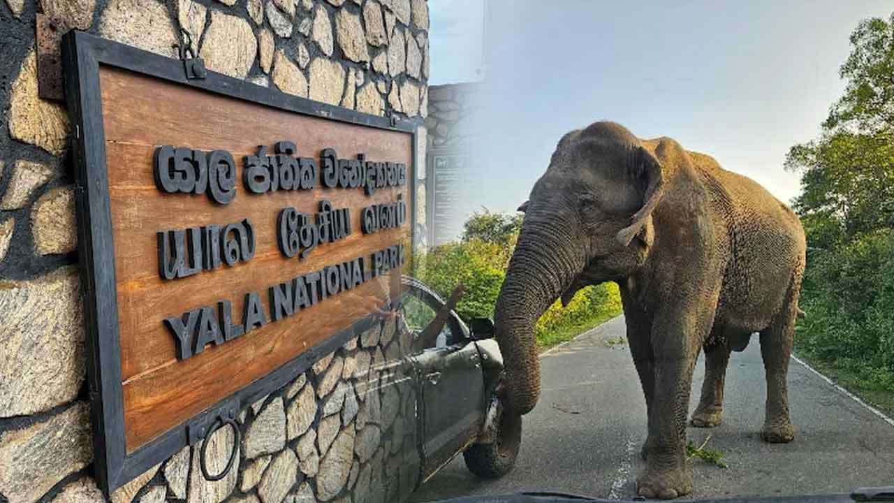 යාල වනෝද්යානයේ 1 සහ 2 කලාප තාවකාලිකව වසා දැමේ