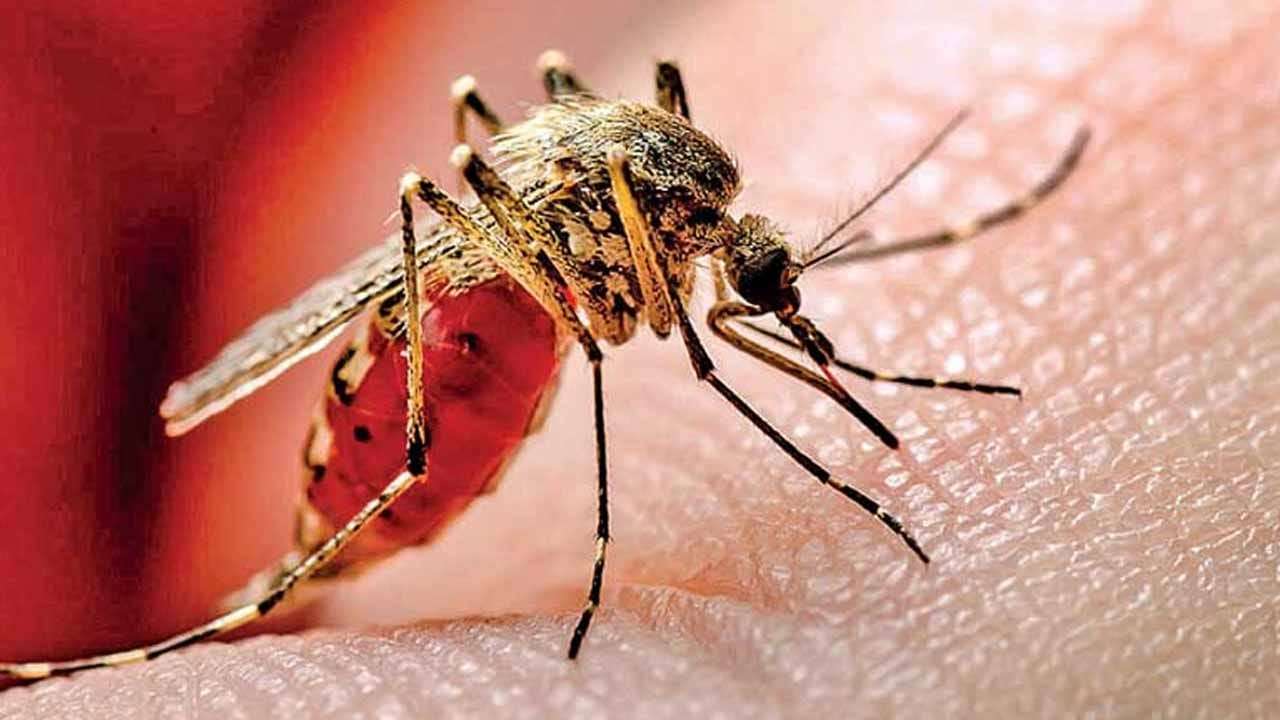 ඩෙංගු රෝගීන්ගේ සංඛ්යාව 95,000 සීමාව ඉක්මවයි