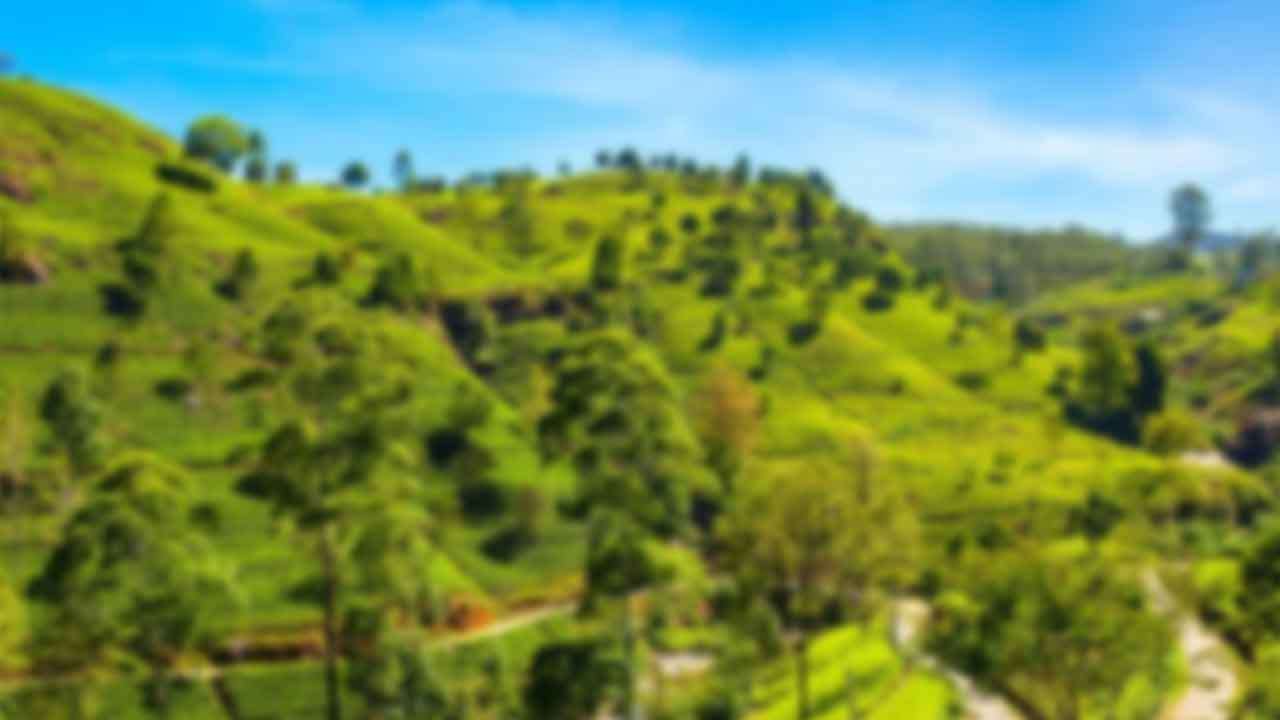 නුවරඑළියේ හෙක්ටයාර 1,500ක භූමි ප්රමාණයක් ආරක්ෂිත ප්රදේශ ලෙස ගැසට් කිරීමට තීරණයක්