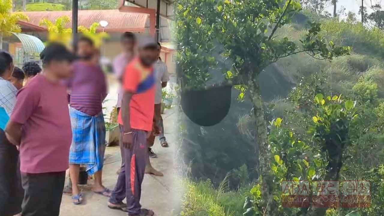 වතු කම්කරුවන් පිරිසකට බඹර ප්රහාරයක් - 17ක් රෝහලේ