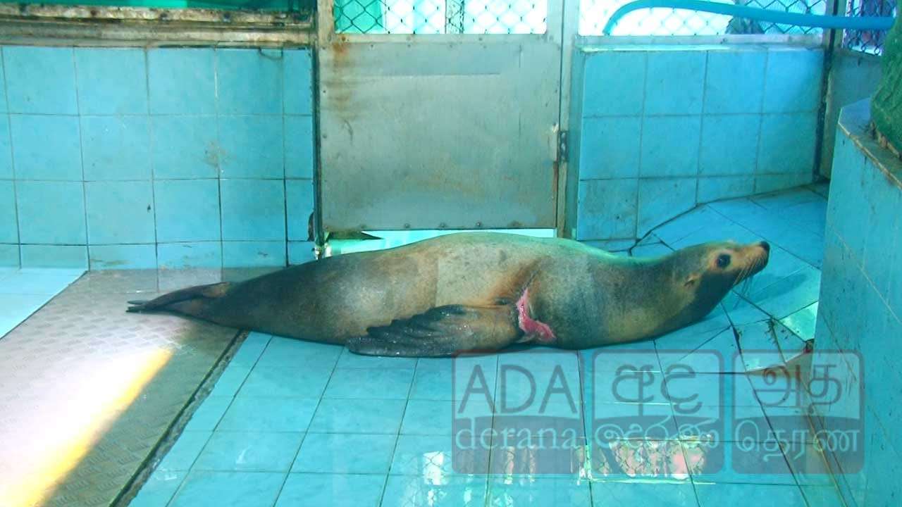 පිළිකාව ජයගත් දෙහිවල සත්වෝද්යානයේ ආදරණීය 'බොතම්' මුහුදු සිංහයා