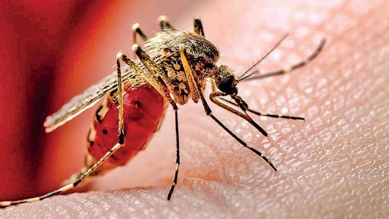 ඩෙංගු රෝගීන්ගේ සංඛ්යාව 96,000 සීමාව ඉක්මවයි