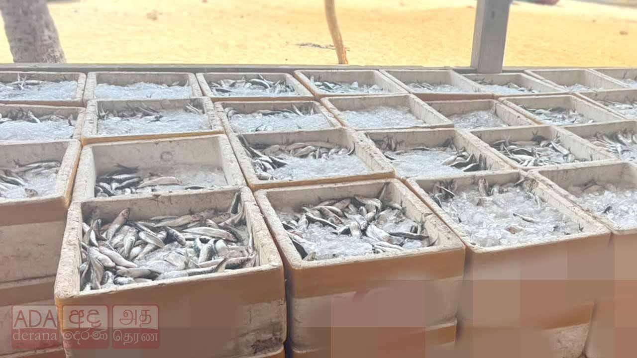පුපුරන ද්රව්ය භාවිතයෙන් ඇල්ලූ මත්ස්ය තොගයක් සමඟ කාන්තාවක් නීතියේ රැහැනට