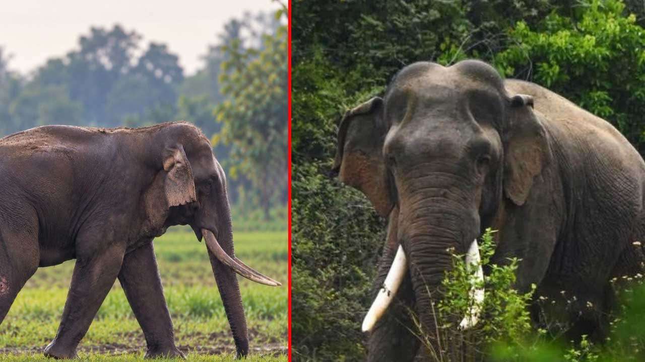 කාවන්තිස්සට කඩිනම් ප්රතිකාර ඇරඹේ