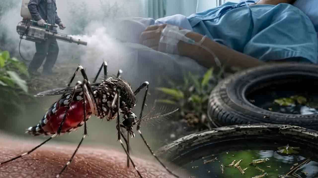 ඩෙංගු මරණ ගණන 77ක් දක්වා ඉහළට