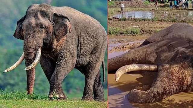 කාවන්තිස්ස ඇත් රජුගේ මරණයට වගකිවයුත්තන් ඉල්ලා අස්වන්න - රට රකින පරපුර