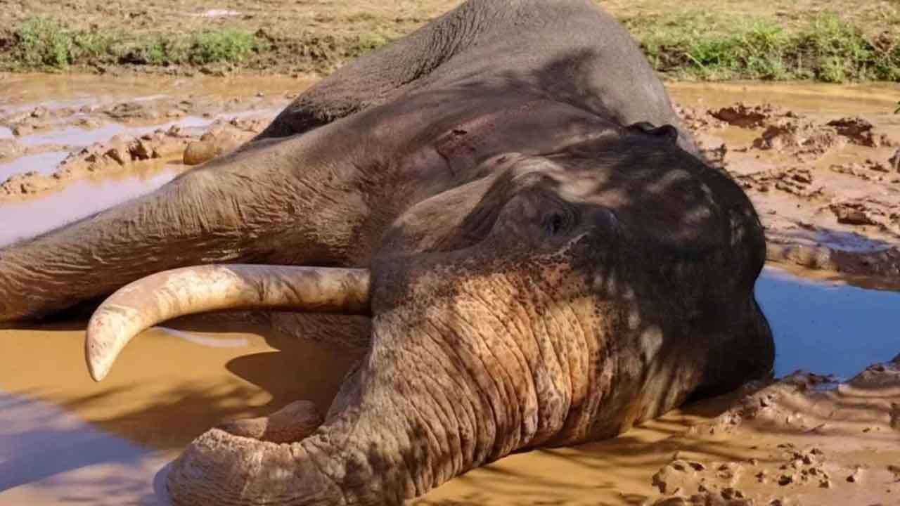 කාවන්තිස්ස හස්තියාට වෙඩි තැබීමේ සිද්ධියට තවත් 5ක් අත්අඩංගුවට