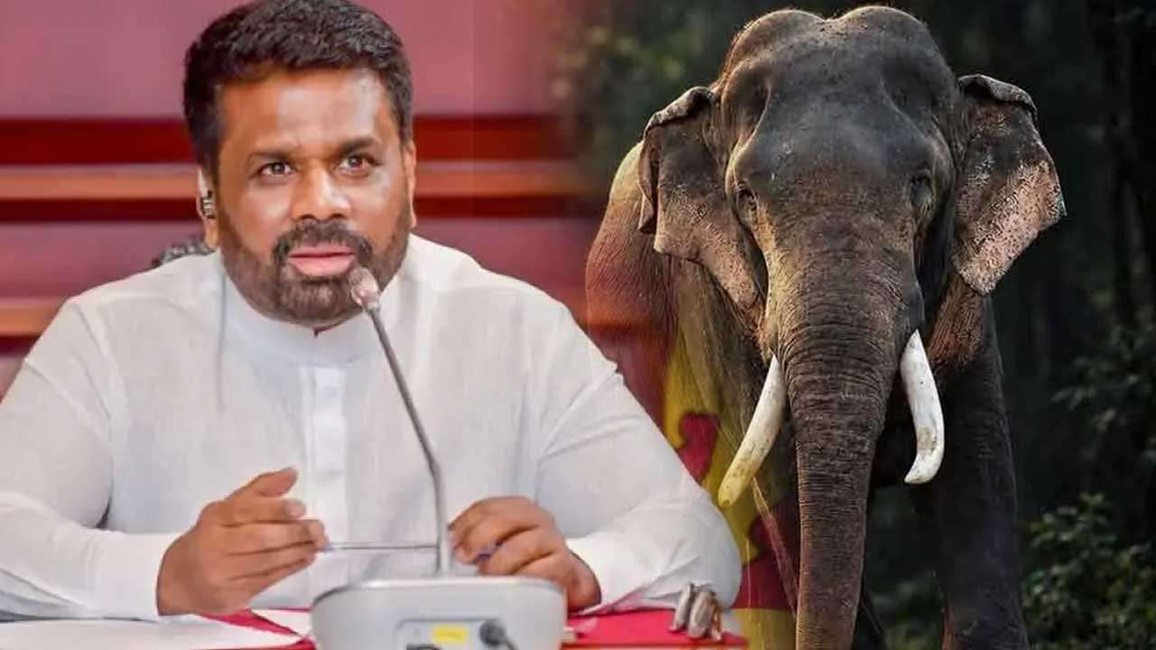 කාවන්තිස්සගේ මරණය ගැන විමර්ශනයට සහ ඇතුන් සුරැකීමේ ජාතික වැඩසටහනකට ජනපතිගෙන් විශේෂඥ කමිටුවක්