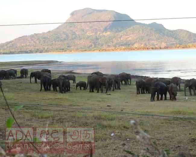 උල්හිටිය ජලාශයට වනඅලි රංචුව...