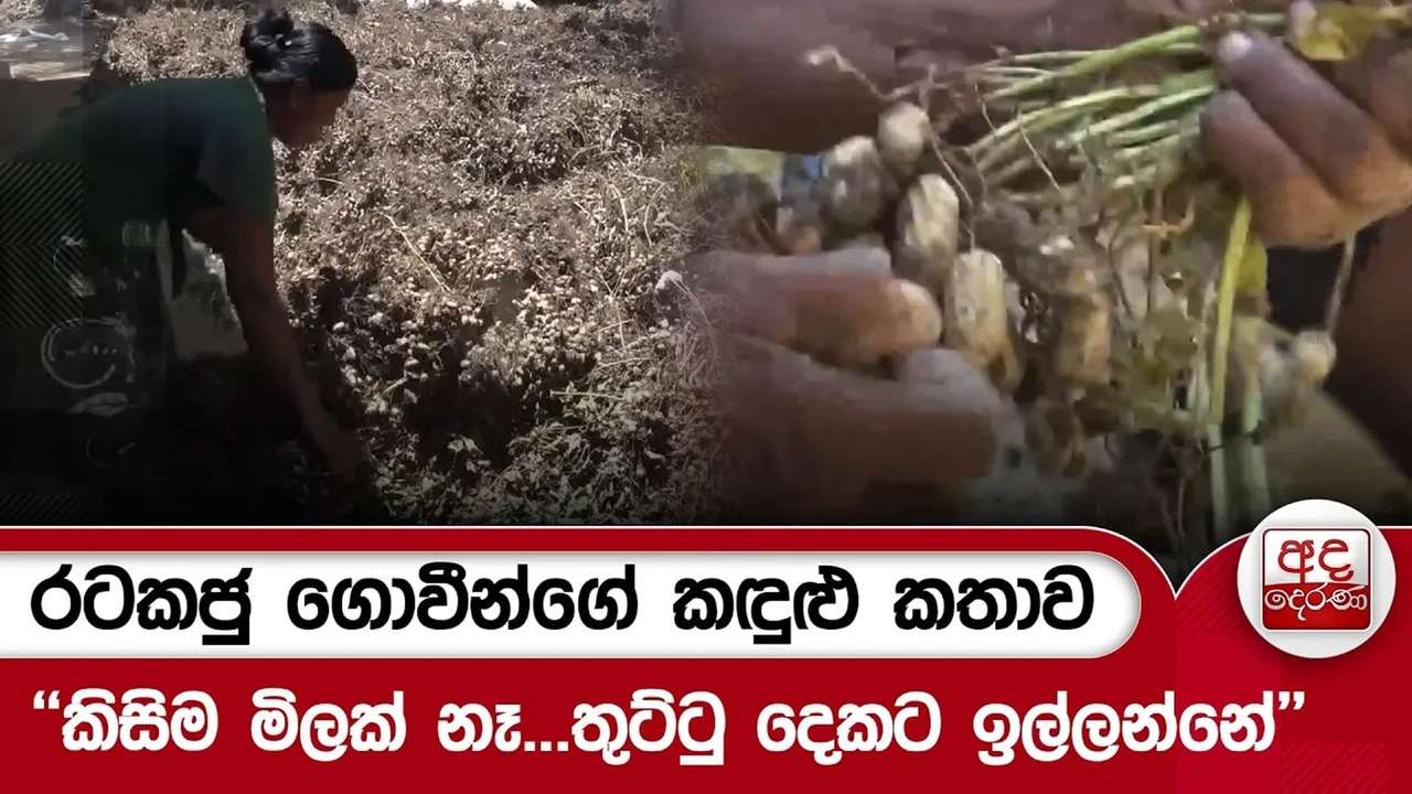 රටකජු ගොවීන්ගේ කඳුළු කතාව - ''කිසිම මිලක් නෑ...තුට්ටු දෙකට ඉල්ලන්නේ'' | Ada Derana