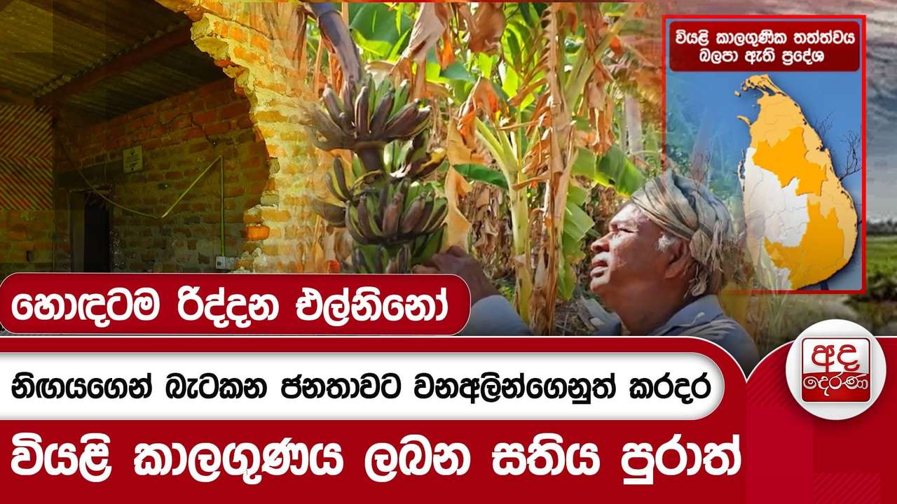 හොඳටම රිද්දන එල්නිනෝ - නිඟයගෙන් බැටකන ජනතාවට වනඅලින්ගෙනුත් කරදර | Ada Derana