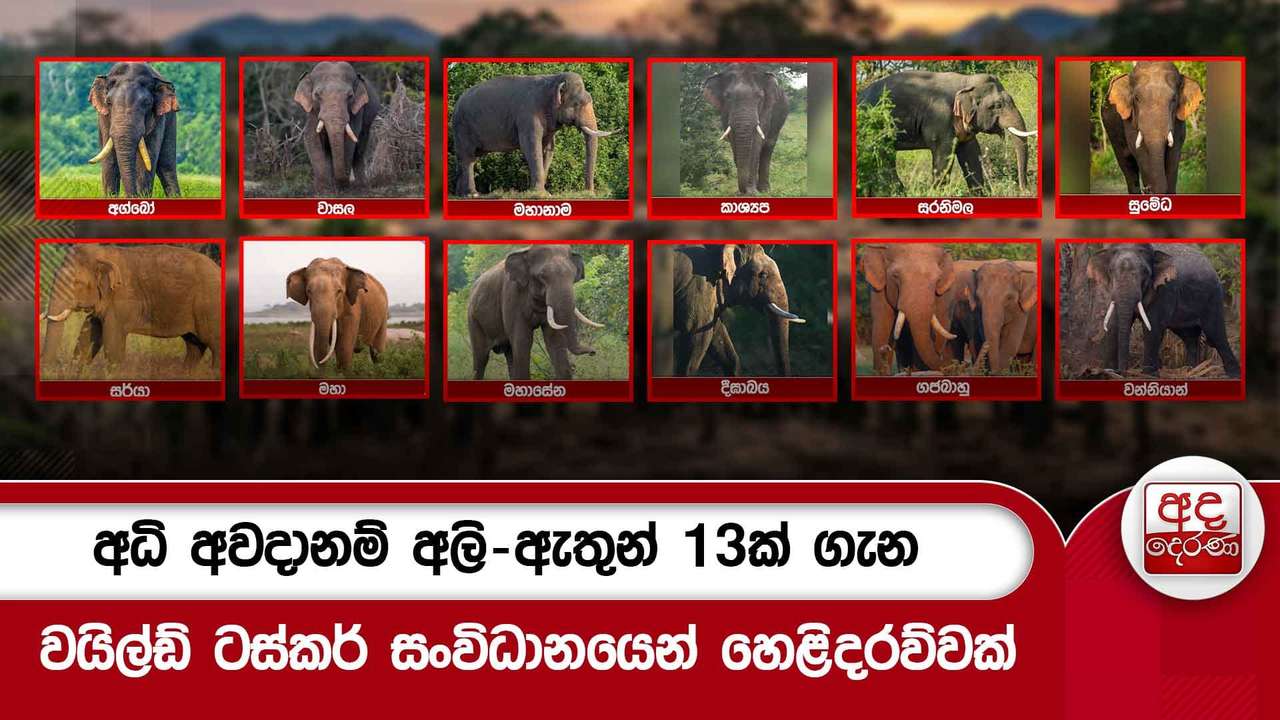 අධි අවදානම් අලි ඇතුන් 13ක් ගැන වයිල්ඩ් ටස්කර් සංවිධානයෙන් හෙළිදරව්වක්