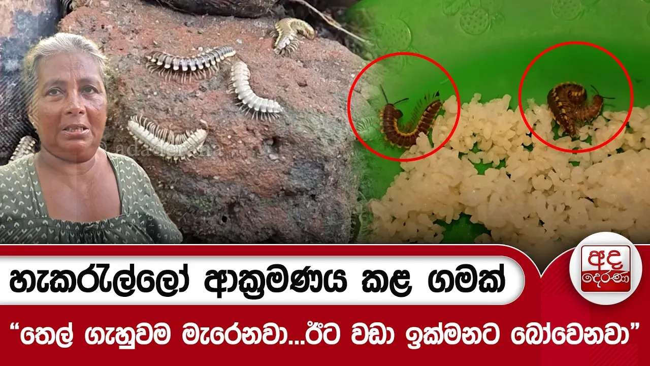 හැකරැල්ලෝ ආක්රමණය කළ ගමක් “තෙල් ගැහුවම මැරෙනවා...ඊට වඩා ඉක්මනට බෝවෙනවා” | Ada Derana