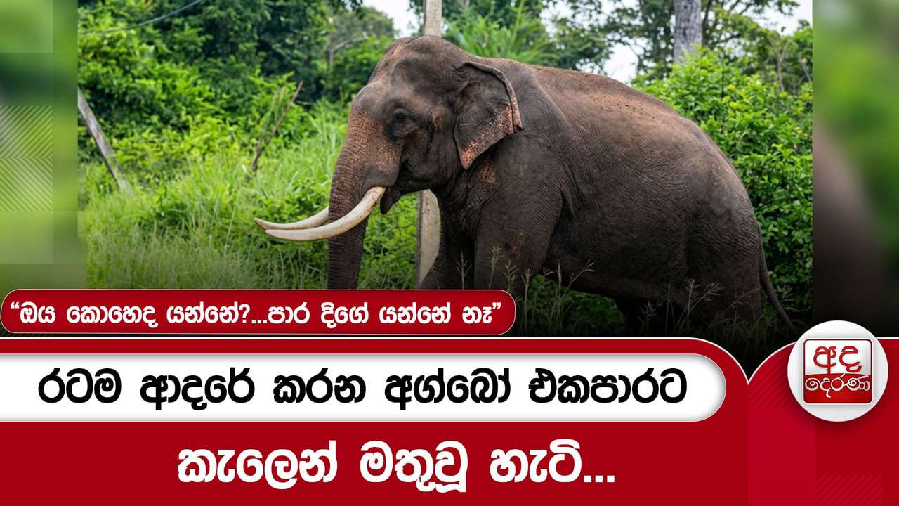 රටම ආදරේ කරන අග්බෝ එකපාරට කැලෙන් මතුවූ හැටි...